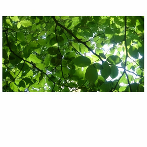 非洲黑人强奸日本熟妇
